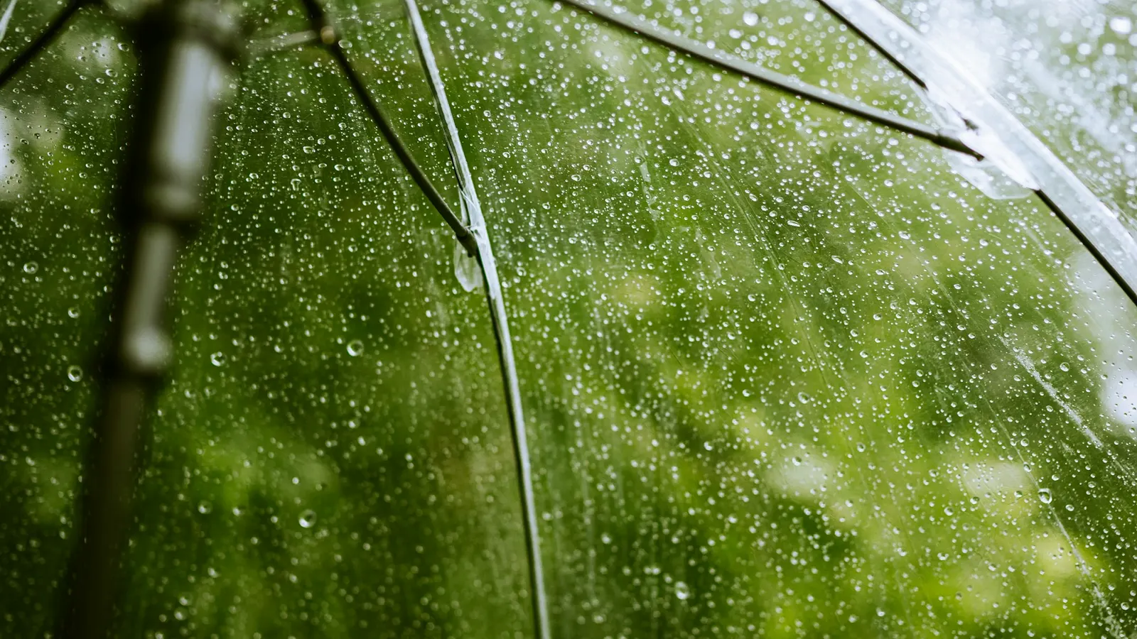 Raindrops on a clear umbrella