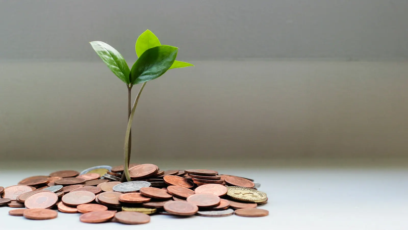 Small green plant growing from a pile of coins